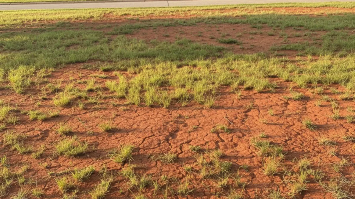 Patchy failed lawn Richmond Kentucky Madison County red clay soil failed seeding transition zone sod needed
